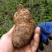 七星关撒拉溪镇穆家大山天麻鲜天麻仿野生种植质量好产地直发