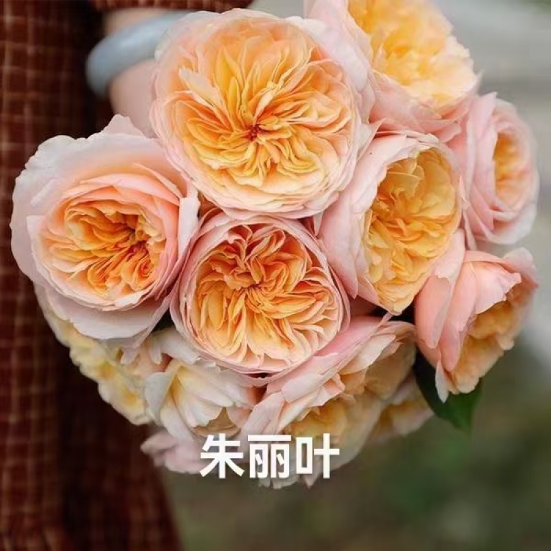云南斗南精品玫瑰花小苗，花期长抗病性强，好养活