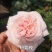云南斗南精品玫瑰花小苗，花期长抗病性强，好养活