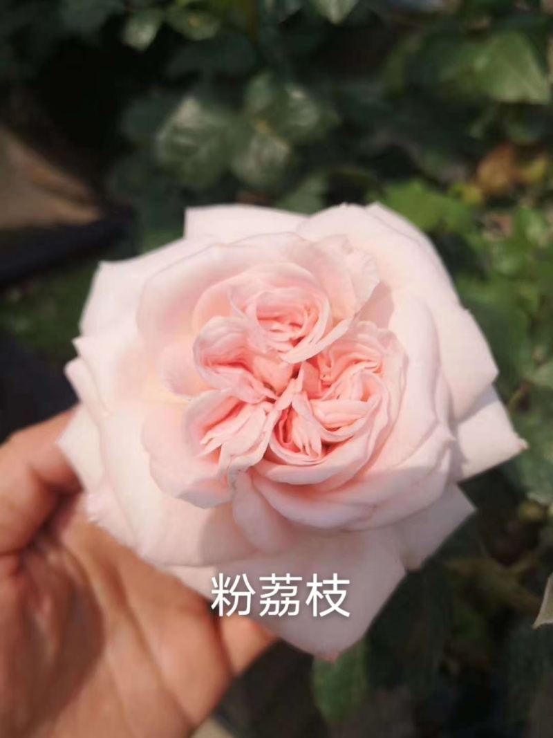 云南斗南精品玫瑰花小苗，花期长抗病性强，好养活