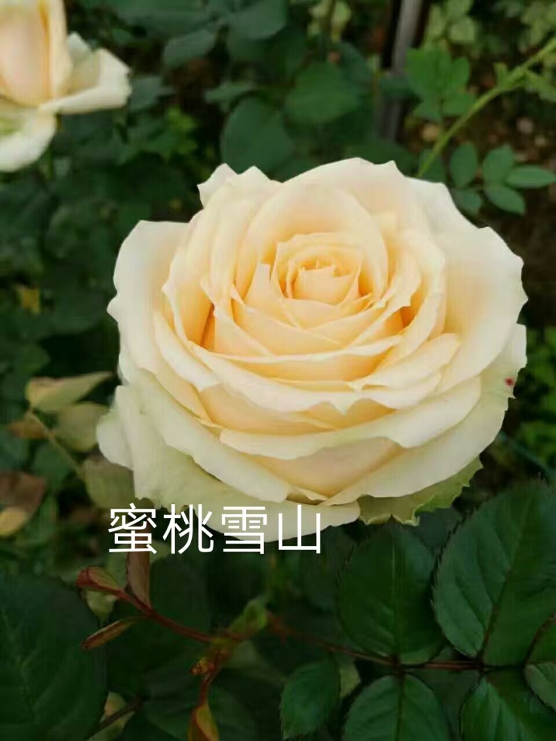 云南斗南精品玫瑰花小苗，花期长抗病性强，好养活