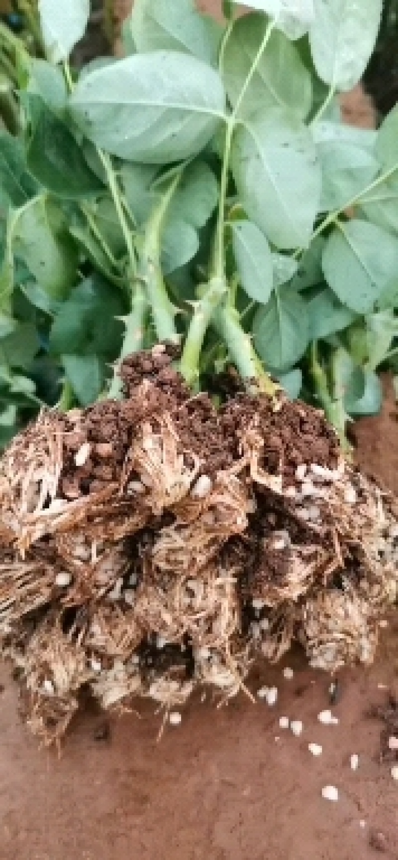 云南斗南精品玫瑰花小苗，花期长抗病性强，好养活