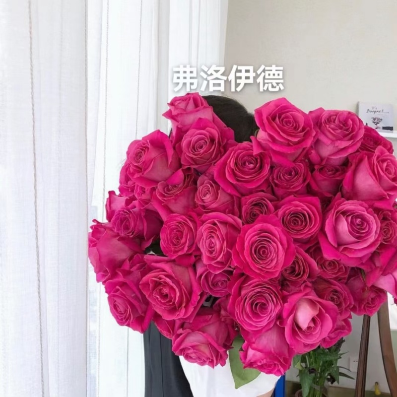 云南斗南精品玫瑰花小苗，花期长抗病性强，好养活