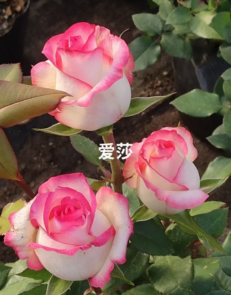 云南斗南精品玫瑰花小苗，花期长抗病性强，好养活