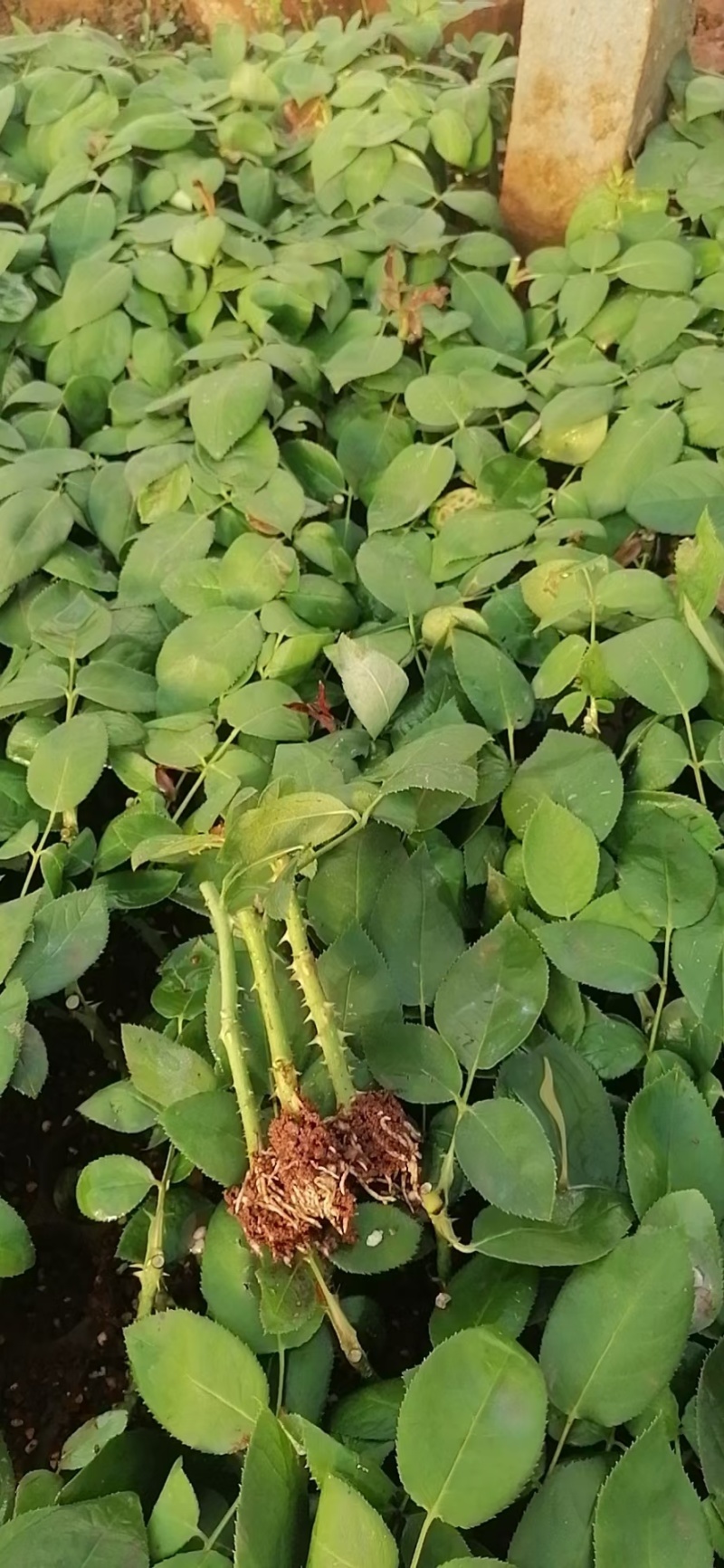 云南斗南精品玫瑰花小苗，花期长抗病性强，好养活
