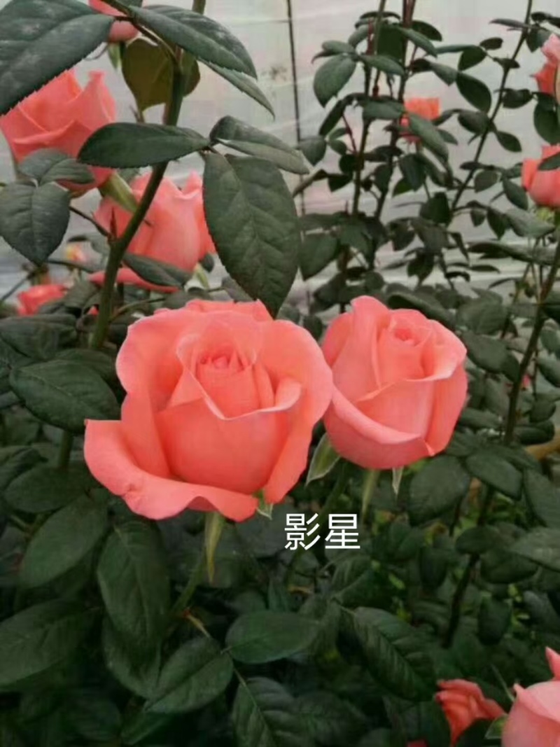 云南斗南精品玫瑰花小苗，花期长抗病性强，好养活