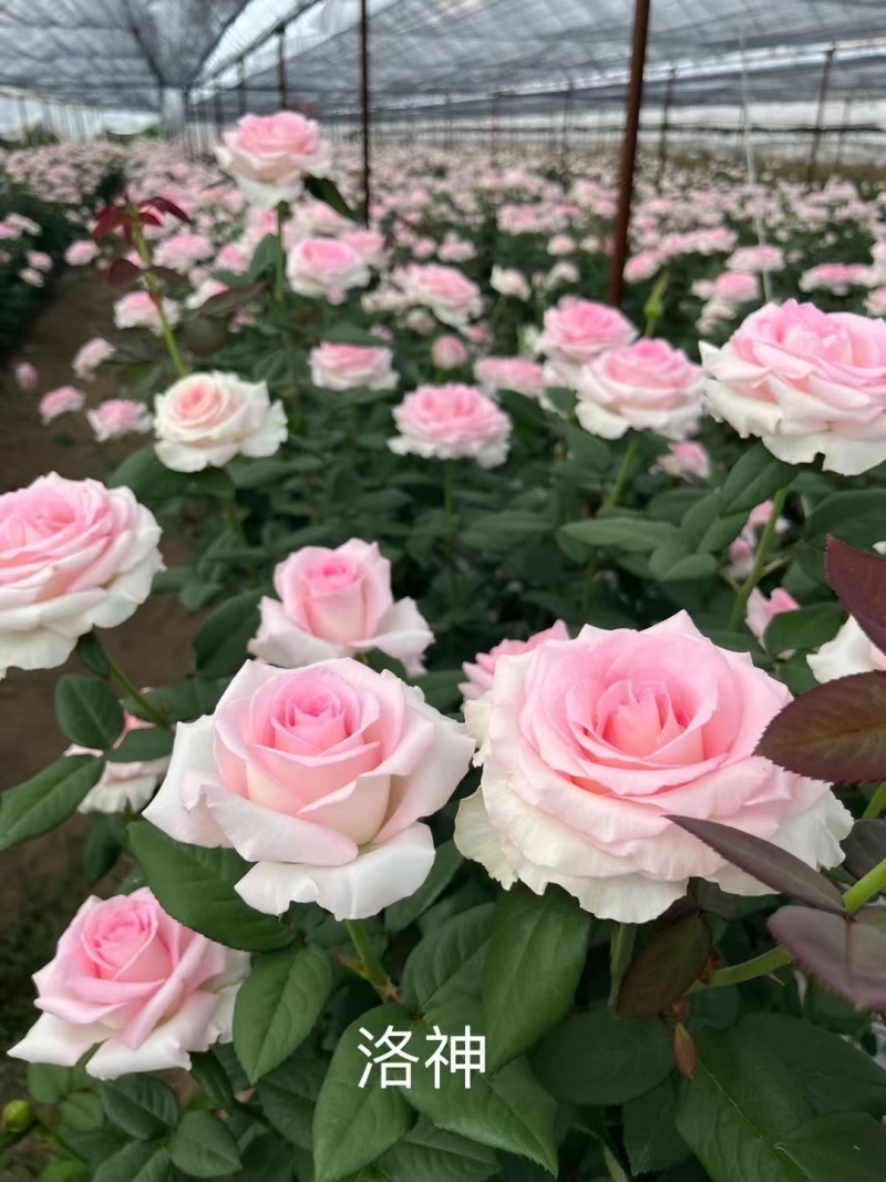 云南斗南精品玫瑰花小苗，花期长抗病性强，好养活
