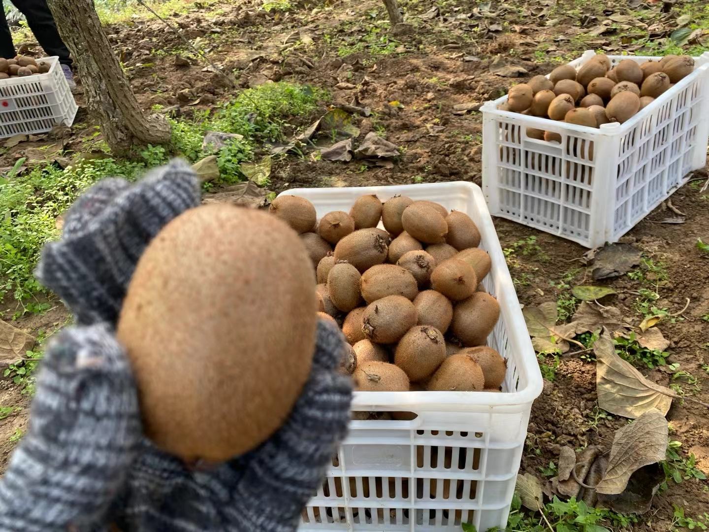 徐香猕猴桃采摘现场