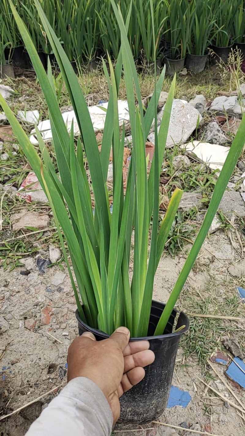 水生植物常绿鸢尾120杯、1加伦，基地有量，欢迎订购。