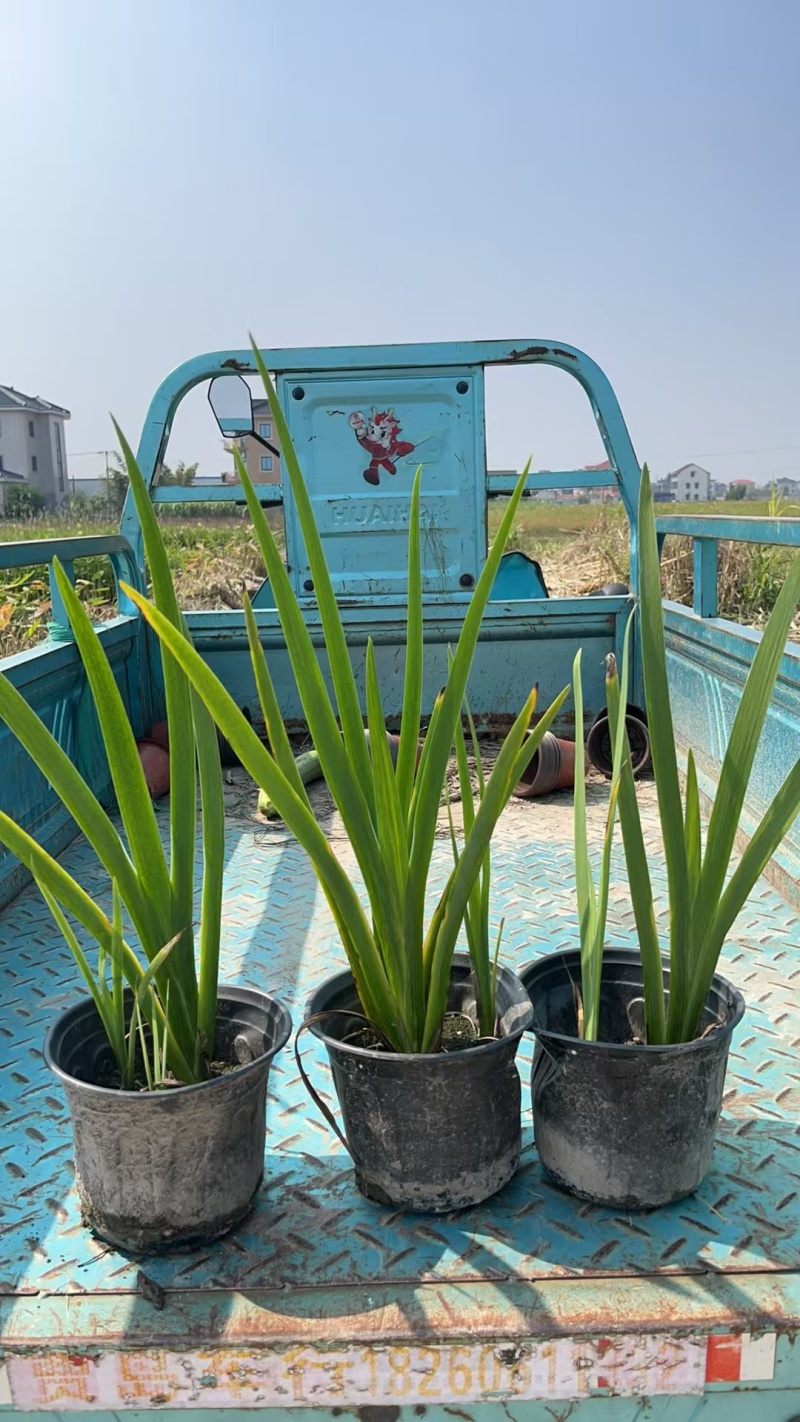 水生植物常绿鸢尾120杯、1加伦，基地有量，欢迎订购。