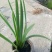 水生植物常绿鸢尾120杯、1加伦，基地有量，欢迎订购。