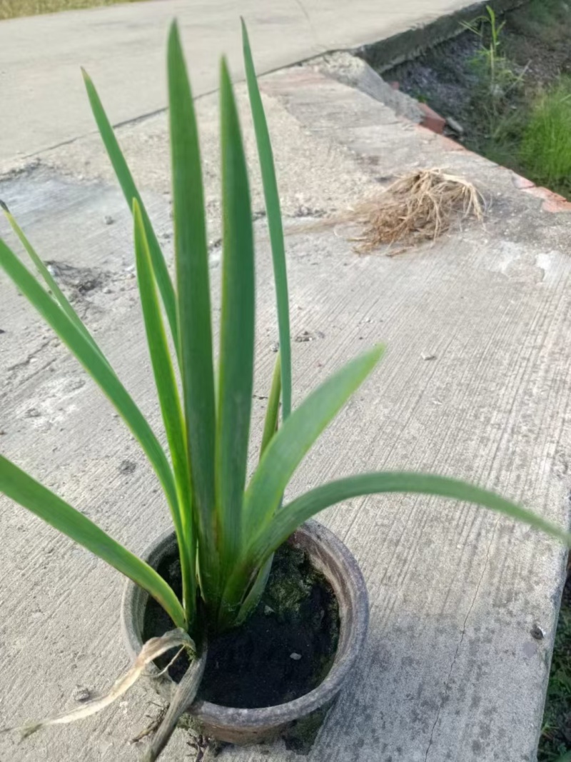 水生植物常绿鸢尾120杯、1加伦，基地有量，欢迎订购。
