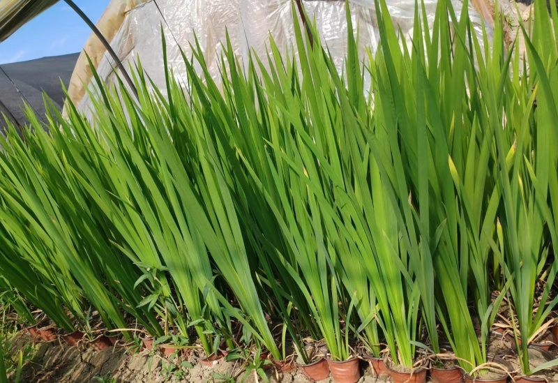 水生植物常绿鸢尾120杯、1加伦，基地有量，欢迎订购。