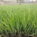 水生植物常绿鸢尾120杯、1加伦，基地有量，欢迎订购。