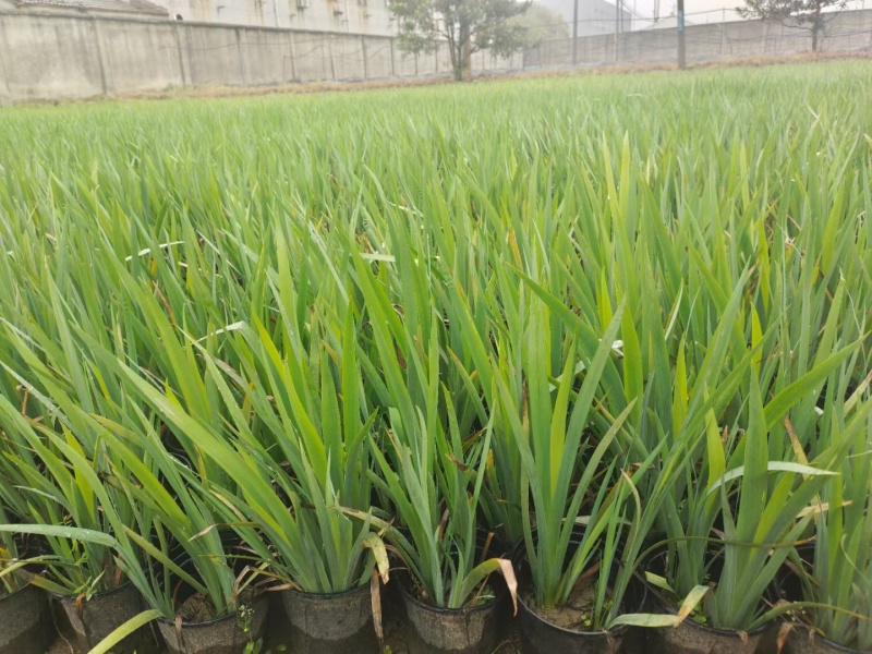 水生植物常绿鸢尾120杯、1加伦，基地有量，欢迎订购。