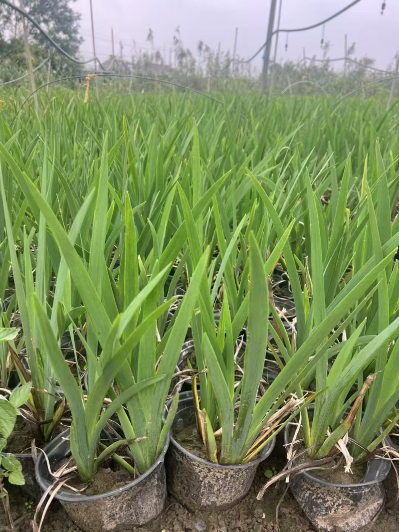 水生植物常绿鸢尾120杯、1加伦，基地有量，欢迎订购。