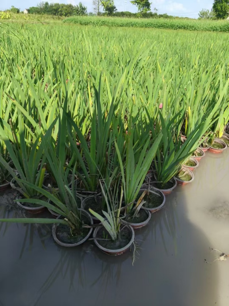 水生植物常绿鸢尾120杯、1加伦，基地有量，欢迎订购。