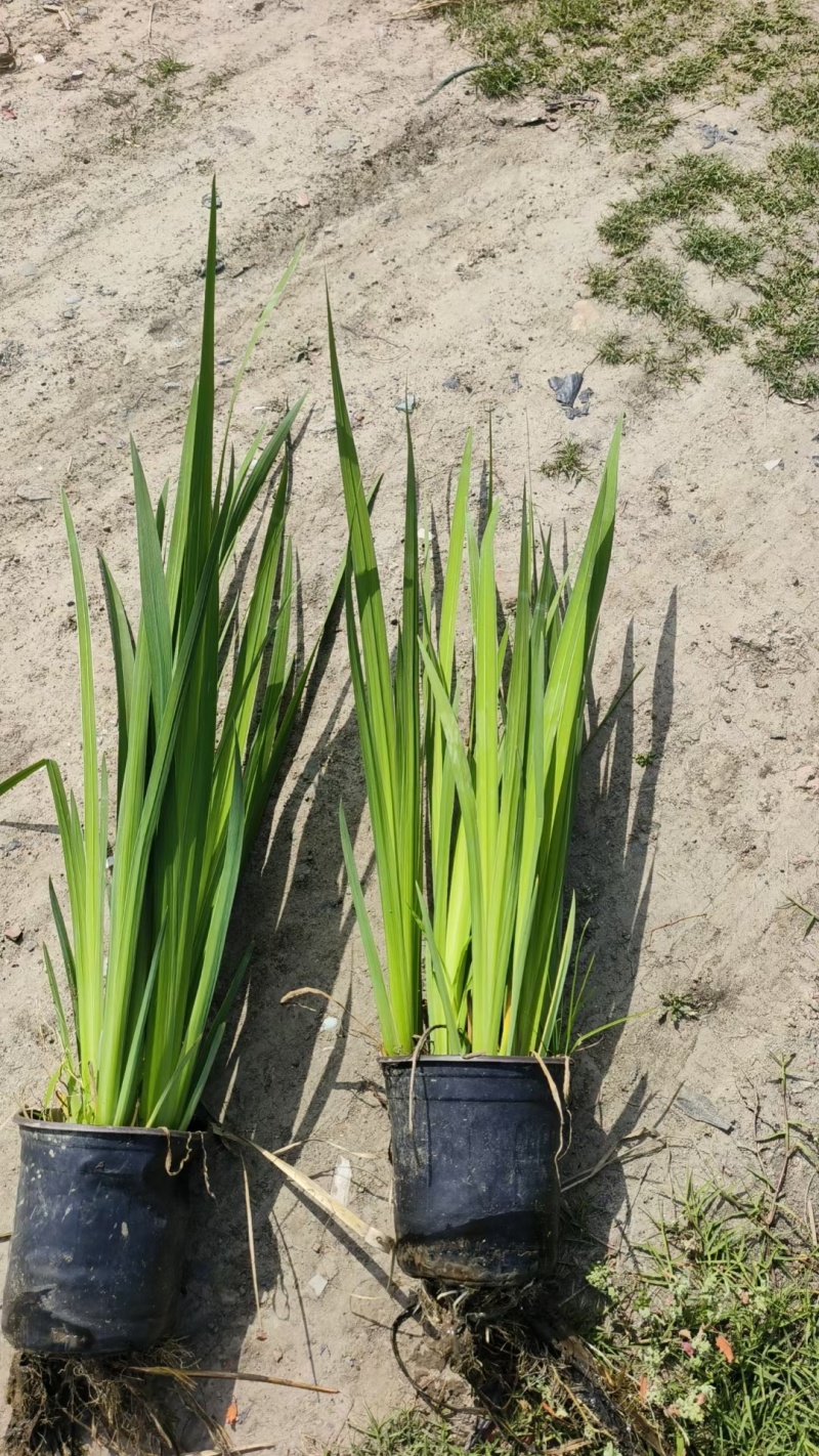 水生植物常绿鸢尾120杯、1加伦，基地有量，欢迎订购。