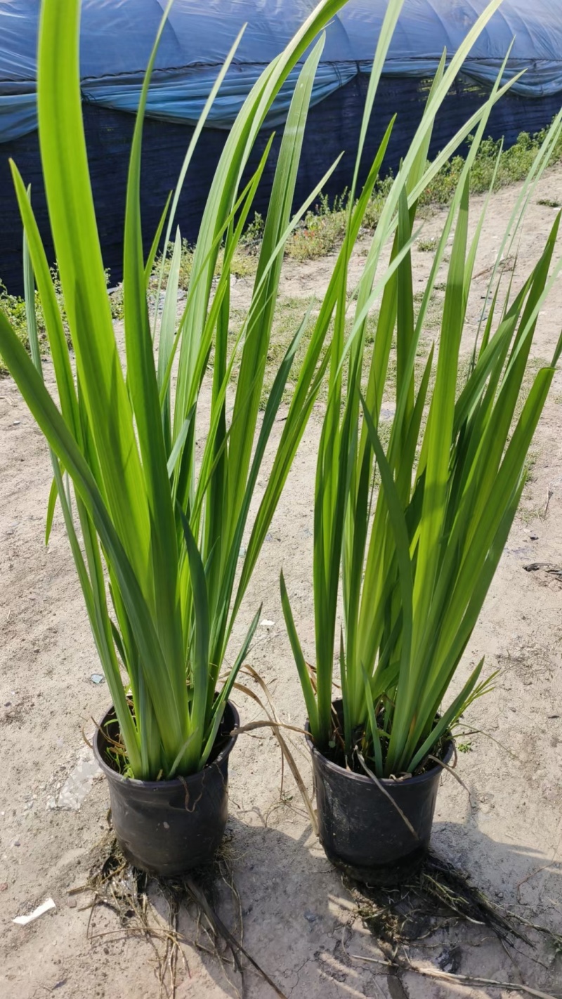 水生植物常绿鸢尾120杯、1加伦，基地有量，欢迎订购。