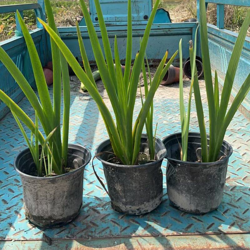 水生植物常绿鸢尾120杯、1加伦，基地有量，欢迎订购。