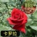 云南红玫瑰花小苗