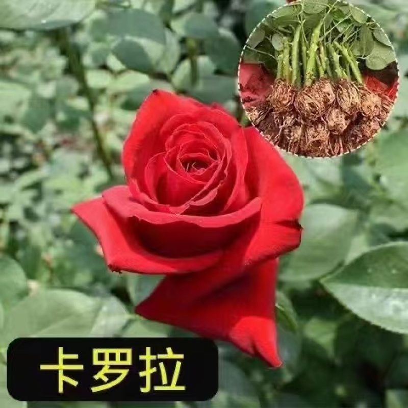 云南红玫瑰花小苗