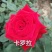 云南红玫瑰花小苗