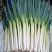 中华巨葱大葱种子铁杆型章丘大香葱耐热抗寒春季秋冬季