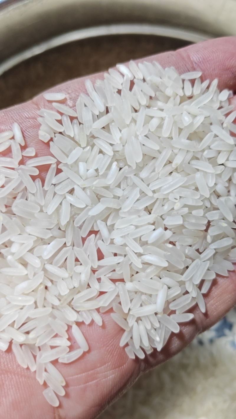 25年黄花粘大米品质上乘支持视频看货欢迎来电洽谈