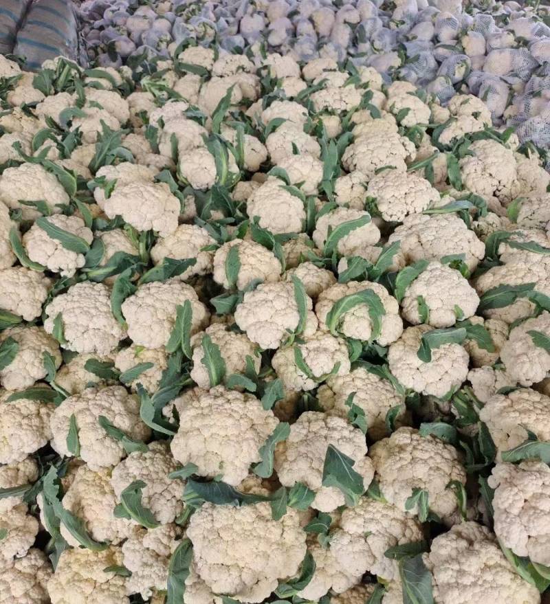 有机松花菜安徽有机菜花白面青梗散花实花货源稳定