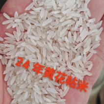 25年黄花粘大米品质上乘支持视频看货欢迎来电洽谈