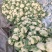有机松花菜安徽有机菜花白面青梗散花实花货源稳定
