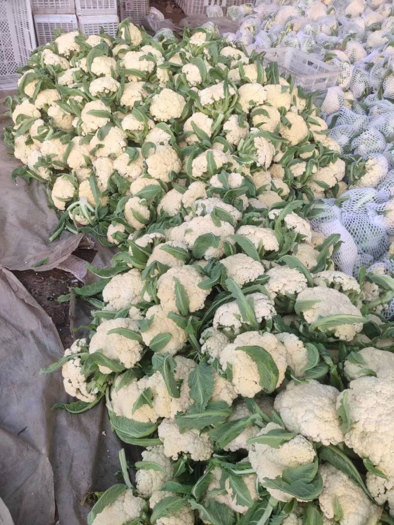 有机松花菜安徽有机菜花白面青梗散花实花货源稳定