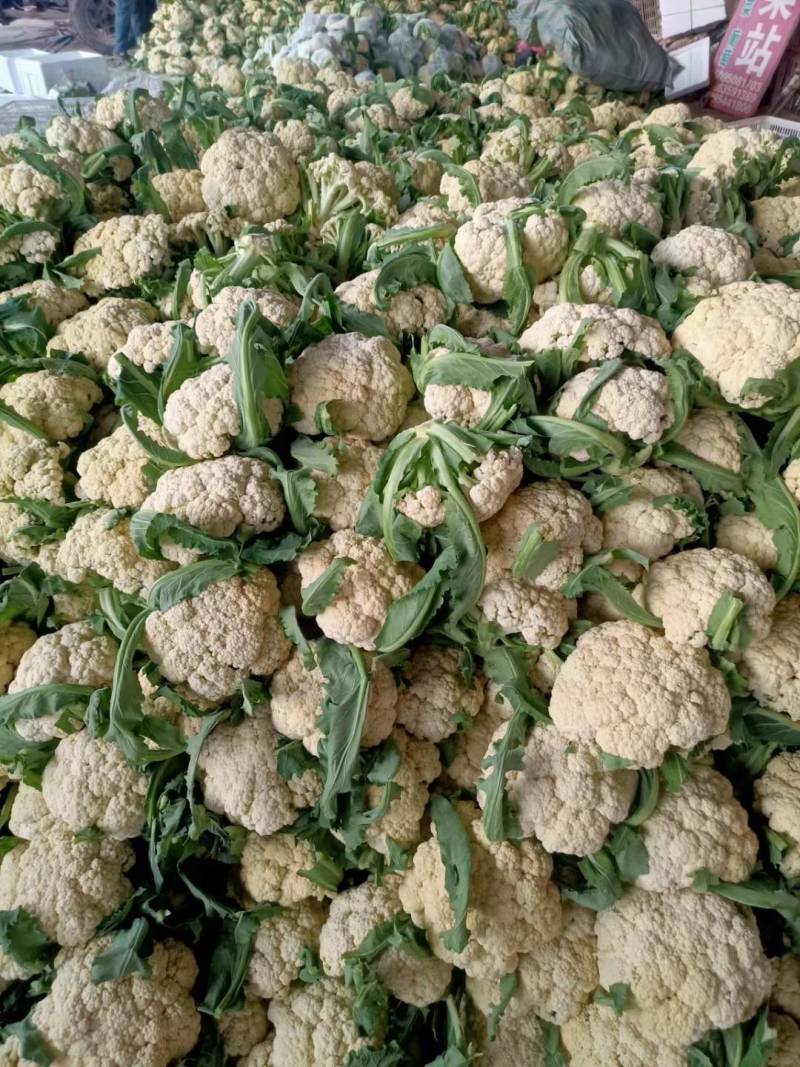 有机松花菜安徽有机菜花白面青梗散花实花货源稳定