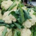 有机松花菜安徽有机菜花白面青梗散花实花货源稳定
