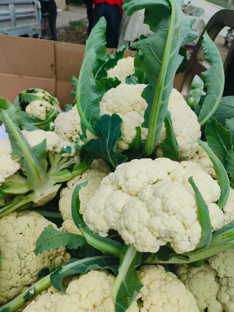 有机松花菜安徽有机菜花白面青梗散花实花货源稳定