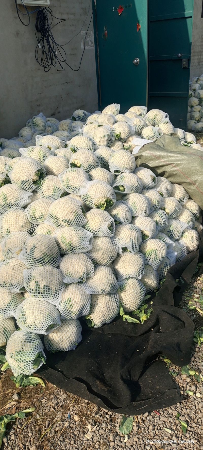有机松花菜安徽有机菜花白面青梗散花实花货源稳定