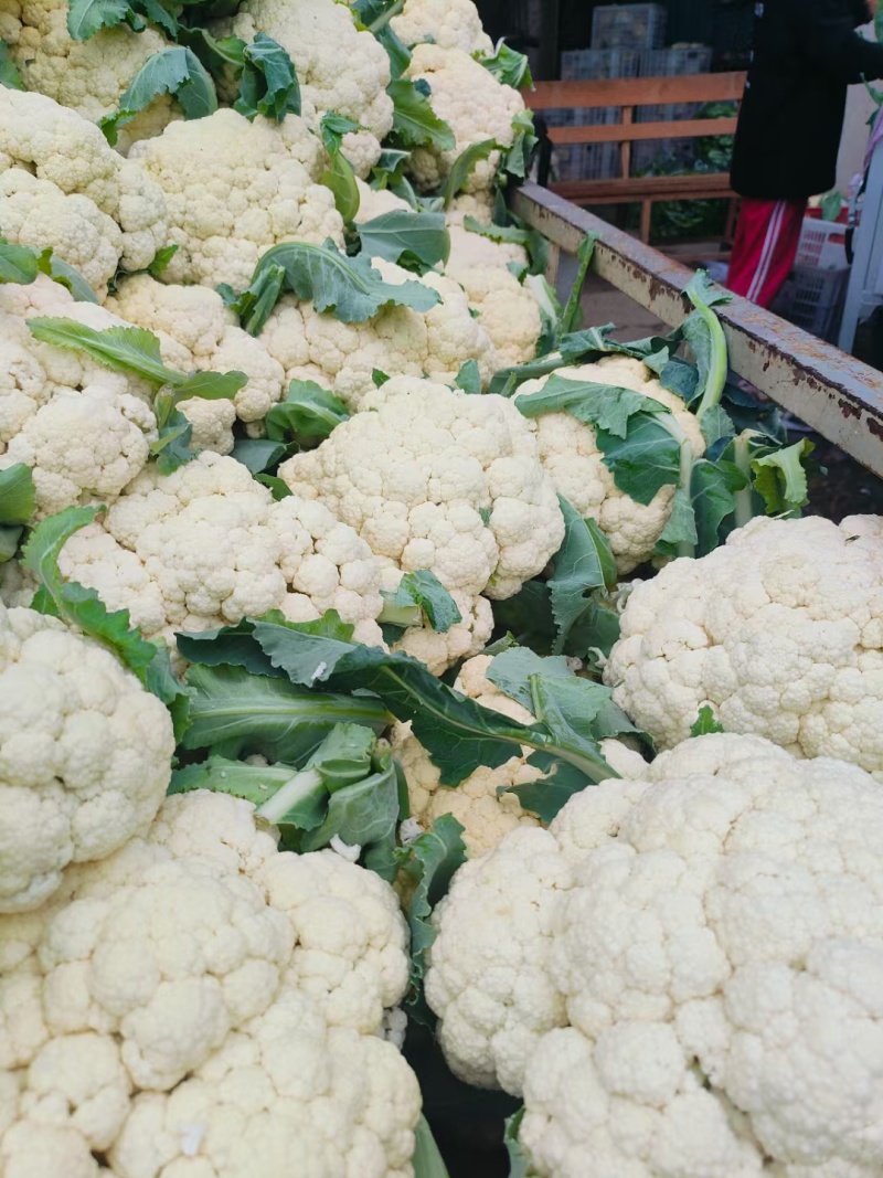 有机松花菜安徽有机菜花白面青梗散花实花货源稳定