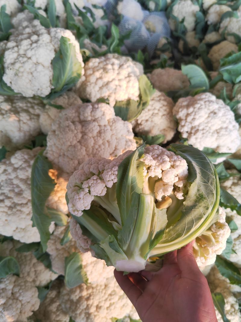 有机松花菜安徽有机菜花白面青梗散花实花货源稳定