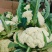 菜花砀山有机松花菜乳白小米粒花菜货源稳定代收代发