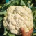 菜花砀山有机松花菜乳白小米粒花菜货源稳定代收代发