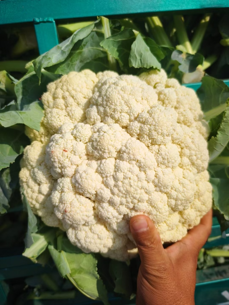 菜花砀山有机松花菜乳白小米粒花菜货源稳定代收代发