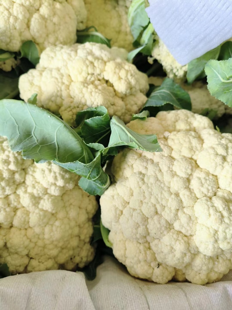 菜花砀山有机松花菜乳白小米粒花菜货源稳定代收代发