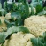 菜花砀山有机松花菜乳白小米粒花菜货源稳定代收代发