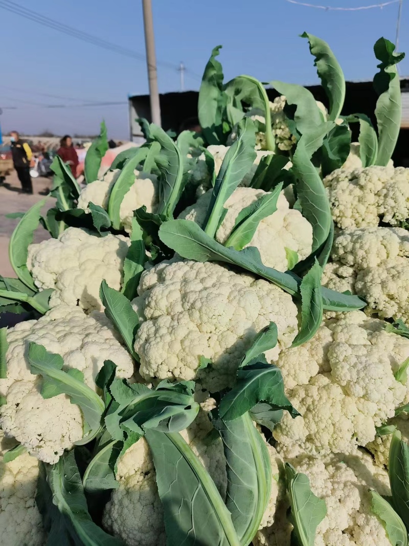 菜花砀山有机松花菜乳白小米粒花菜货源稳定代收代发