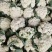 菜花砀山有机松花菜乳白小米粒花菜货源稳定代收代发