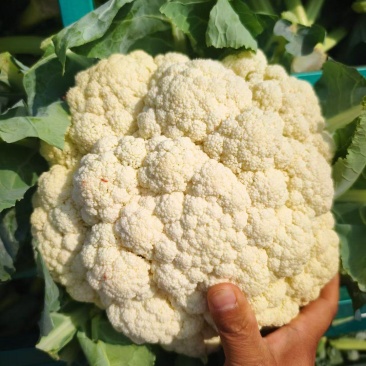 菜花砀山有机松花菜乳白小米粒花菜货源稳定代收代发