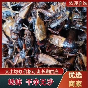 精品蟋蟀干净无沙/大小均匀/中药材蟋蟀/粮食饲养/自家喂养