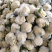 菜花砀山有机松花菜乳白小米粒花菜货源稳定代收代发