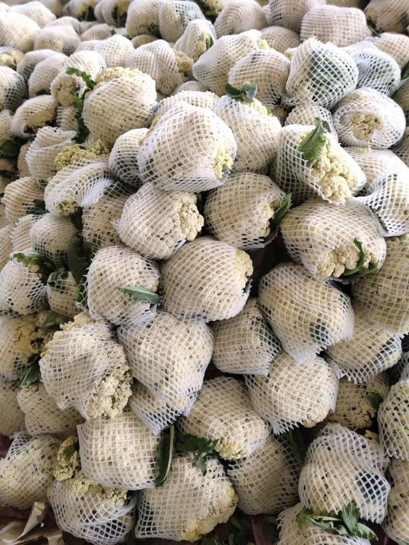 菜花砀山有机松花菜乳白小米粒花菜货源稳定代收代发